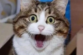 娱乐吃瓜酱神仙猫